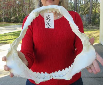 14-1/2 inches Tiger Shark Jaw, (Galeocerdo cuvier) <font color=red> WITH EXTREMELY SHARK TEETH</FONT> - Buy this one for $174.99