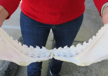 14-1/2 inches Tiger Shark Jaw, (Galeocerdo cuvier) <font color=red> WITH EXTREMELY SHARK TEETH</FONT> - Buy this one for $174.99