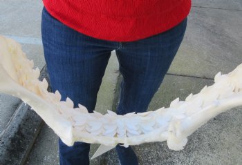 14-1/2 inches Tiger Shark Jaw, (Galeocerdo cuvier) <font color=red> WITH EXTREMELY SHARK TEETH</FONT> - Buy this one for $174.99