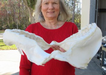 14-1/2 inches Tiger Shark Jaw, (Galeocerdo cuvier) <font color=red> WITH EXTREMELY SHARK TEETH</FONT> - Buy this one for $174.99