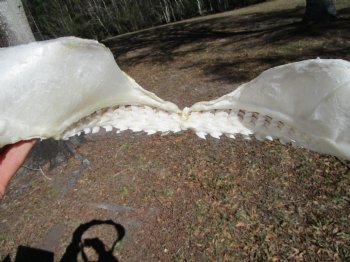 14-1/2 inches Tiger Shark Jaw, (Galeocerdo cuvier) <font color=red> WITH EXTREMELY SHARK TEETH</FONT> - Buy this one for $174.99