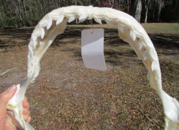 14-1/2 inches Tiger Shark Jaw, (Galeocerdo cuvier) <font color=red> WITH EXTREMELY SHARK TEETH</FONT> - Buy this one for $174.99