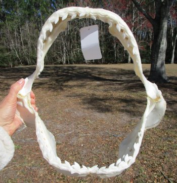 14-1/2 inches Tiger Shark Jaw, (Galeocerdo cuvier) <font color=red> WITH EXTREMELY SHARK TEETH</FONT> - Buy this one for $174.99