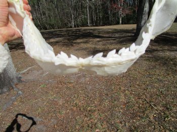 14-1/2 inches Tiger Shark Jaw, (Galeocerdo cuvier) <font color=red> WITH EXTREMELY SHARK TEETH</FONT> - Buy this one for $174.99