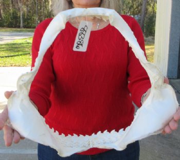 15 inches Authentic Tiger Shark Jaw, (Galeocerdo cuvier) (Small hole in cartiage) <font color=red> WITH EXTREMELY SHARP TEETH</FONT> - Buy this one for $194.99