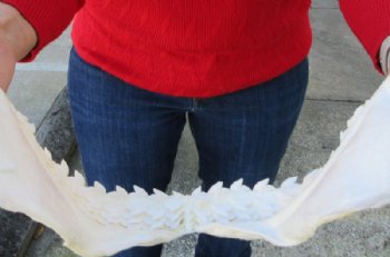 15 inches Authentic Tiger Shark Jaw, (Galeocerdo cuvier) (Small hole in cartiage) <font color=red> WITH EXTREMELY SHARP TEETH</FONT> - Buy this one for $194.99