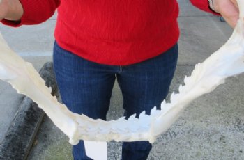 15 inches Authentic Tiger Shark Jaw, (Galeocerdo cuvier) (Small hole in cartiage) <font color=red> WITH EXTREMELY SHARP TEETH</FONT> - Buy this one for $194.99