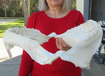 15 inches Authentic Tiger Shark Jaw, (Galeocerdo cuvier) (Small hole in cartiage) <font color=red> WITH EXTREMELY SHARP TEETH</FONT> - Buy this one for $194.99