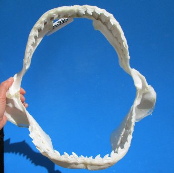 15 inches Authentic Tiger Shark Jaw, (Galeocerdo cuvier) (Small hole in cartiage) <font color=red> WITH EXTREMELY SHARP TEETH</FONT> - Buy this one for $194.99