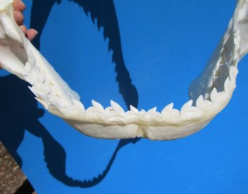 15 inches Authentic Tiger Shark Jaw, (Galeocerdo cuvier) (Small hole in cartiage) <font color=red> WITH EXTREMELY SHARP TEETH</FONT> - Buy this one for $194.99