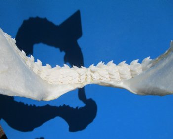 15 inches Authentic Tiger Shark Jaw, (Galeocerdo cuvier) (Small hole in cartiage) <font color=red> WITH EXTREMELY SHARP TEETH</FONT> - Buy this one for $194.99