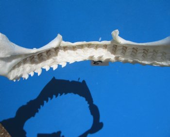 15 inches Authentic Tiger Shark Jaw, (Galeocerdo cuvier) (Small hole in cartiage) <font color=red> WITH EXTREMELY SHARP TEETH</FONT> - Buy this one for $194.99