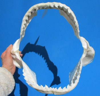 15 inches Authentic Tiger Shark Jaw, (Galeocerdo cuvier) (Small hole in cartiage) <font color=red> WITH EXTREMELY SHARP TEETH</FONT> - Buy this one for $194.99