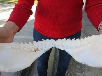 16 inches Genuine Tiger Shark Jaw, (Galeocerdo cuvier) (Small hole in cartiage) <font color=red> WITH EXTREMELY SHARK TEETH</FONT> - Buy this one for $224.99