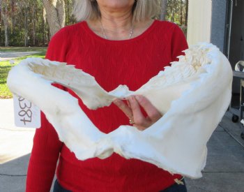 16 inches Genuine Tiger Shark Jaw, (Galeocerdo cuvier) (Small hole in cartiage) <font color=red> WITH EXTREMELY SHARK TEETH</FONT> - Buy this one for $224.99