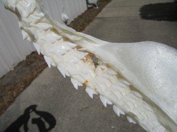 16 inches Genuine Tiger Shark Jaw, (Galeocerdo cuvier) (Small hole in cartiage) <font color=red> WITH EXTREMELY SHARK TEETH</FONT> - Buy this one for $224.99