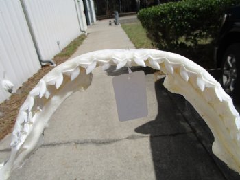 16 inches Genuine Tiger Shark Jaw, (Galeocerdo cuvier) (Small hole in cartiage) <font color=red> WITH EXTREMELY SHARK TEETH</FONT> - Buy this one for $224.99