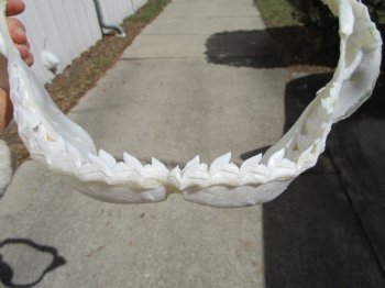 16 inches Genuine Tiger Shark Jaw, (Galeocerdo cuvier) (Small hole in cartiage) <font color=red> WITH EXTREMELY SHARK TEETH</FONT> - Buy this one for $224.99