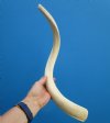 22-1/2 inches White Kudu Horn Bone Core, Unpolished, - Buy this one for $24.99