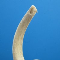 22-1/2 inches White Kudu Horn Bone Core, Unpolished, - Buy this one for $24.99