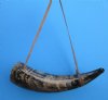 Large Vking War Horn with Leather Shoulder Strap 18 to 19-7/8 inches  - $31.99 each 