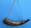 20 inches Viking War Horn, Buffalo Blowing Horn with a leather strap - Buy this one for $34.99