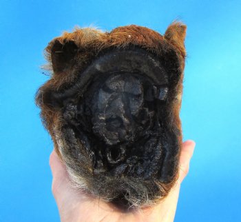 Preserved Georgia Wild Boar Head, 7x4 inches for $44.99