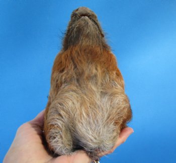 Preserved Georgia Wild Boar Head, 7x4 inches for $44.99