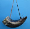 21-3/4 inches Large Buffalo Blowing Horn, Viking War Horn with a Leather Shoulder Strap - Buy this one for $34.99