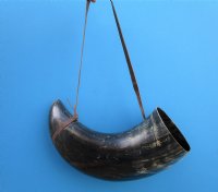 21-3/4 inches Large Viking War Horn with a Leather Shoulder Strap