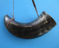21-3/4 inches Large Viking War Horn with a Leather Shoulder Strap