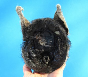 Preserved Georgia Wild Boar Head, 7x4 inches for $49.99