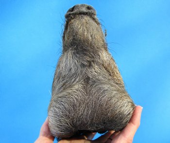 Preserved Georgia Wild Boar Head, 7x4 inches for $49.99