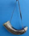 Large Buffalo Blowing Horn with a Leather Shoulder Strap 19 inches