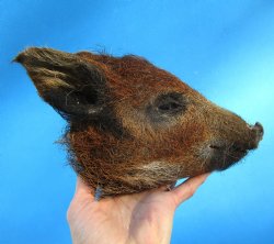 7-7/8 inches Preser...