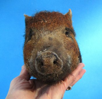 7-7/8 inches Preserved Georgia Wild Boar Head for $49.99