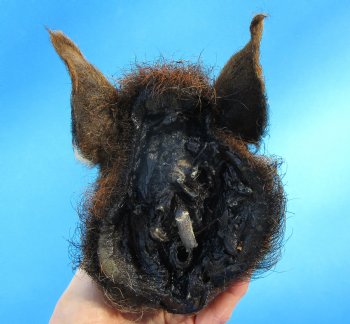 7-7/8 inches Preserved Georgia Wild Boar Head for $49.99