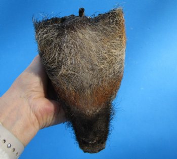 7-7/8 inches Preserved Georgia Wild Boar Head for $49.99