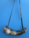 14 to 16 inches Buffalo Blowing Horn with Leather Strap, Viking War Horn - $23.99 each