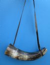 14 to 16 inches Buffalo Blowing Horn with Leather Strap, Viking War Horn - $21.99 each