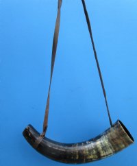 14 to 16 inches Buffalo Blowing Horn with Leather Strap, Viking War Horn - $21.99 each