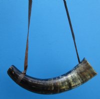 14 to 16 inches Buffalo Blowing Horn with Leather Strap, Viking War Horn - $21.99 each