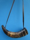 14-7/8 inches Viking War Horn, with Leather Shoulder Strap , Blowing Horn - Buy this one for $24.99
