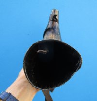 14 to 16 inches Buffalo Blowing Horn with Leather Strap, Viking War Horn - $21.99 each