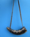 12-3/4 inches Viking War Horn, Buffalo Blowing Horn  with a leather strap 