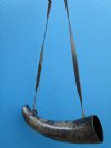 Blowing Viking War Horn for Sale, 12 to 13-7/8 inches  $15.99