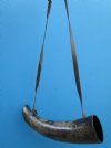 13 inches Small Buffalo Blowing Horn with a Leather Strap, or Viking War Horn - Buy this one for $23.99