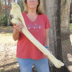 39 inches African Giraffe Radius Bone with Ulna for $164.99