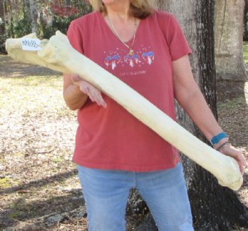 39 inches African Giraffe Radius Bone with Ulna for $164.99