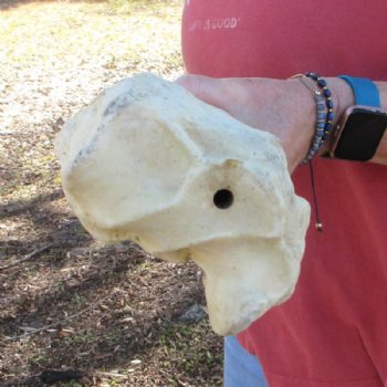 39 inches African Giraffe Radius Bone with Ulna for $164.99